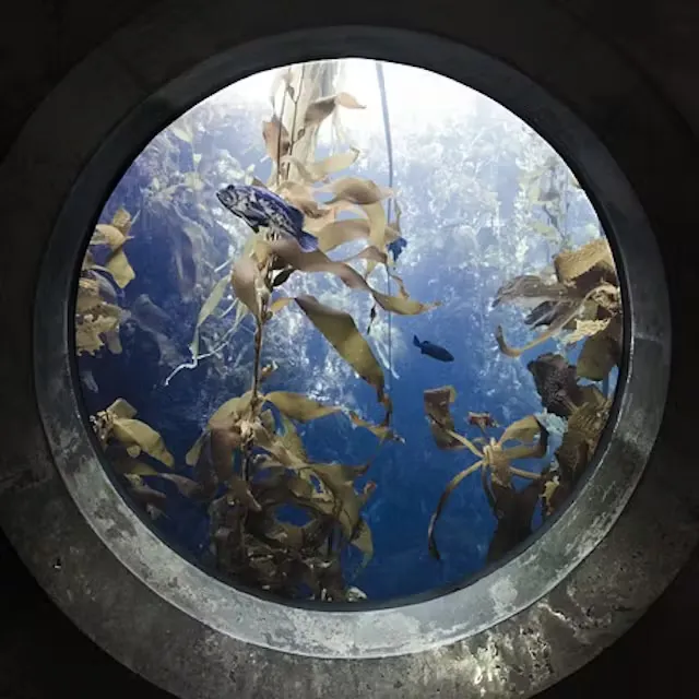 Comment [déménager un aquarium] ?